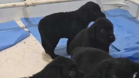 PM começa treinamento de 20 filhotes no Batalhão de Ações com Cães;