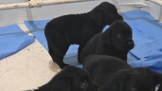 PM começa treinamento de 20 filhotes no Batalhão de Ações com Cães;